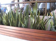 Kwikfynd Plants
ironbaron